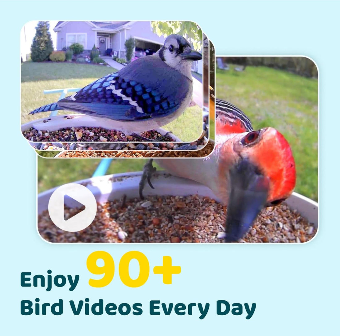 Amaprime® Smart Bird Feeder with Camera Solar Powered
